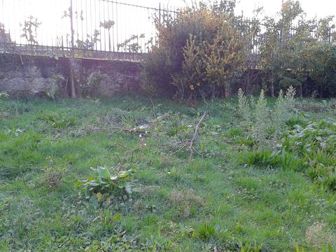 Terreno destinado à realização da horta, abandonado com algumas ervas daninhas, couves que já foram plantadas há dois anos e necessitam de ser extraídas.
